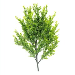A small tree with lush green leaves on a white background