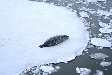 A leopard seal basking on an ice floe, its sleek, spotted body contrasting with the white surroundings.