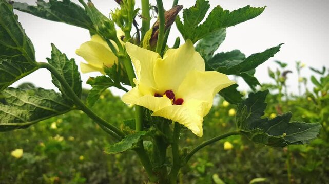 okra or lady fingers on plant in garden, Lady fingers. Ladyfingers or okra vegetable on plant in farm. Plantation of natural okra. Fresh okra vegetable. Lady
