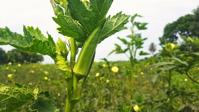 okra or lady fingers on plant in garden, Lady fingers. Ladyfingers or okra vegetable on plant in farm. Plantation of natural okra. Fresh okra vegetable. Lady