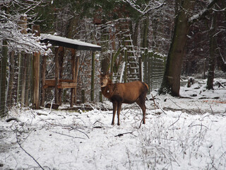 Male red deer (cervus elaphus) facing the in the snow at the Kottenforst forest wildlife enclosure...