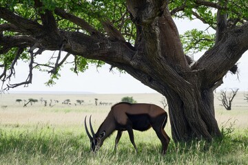 A serene image of a sable antelope grazing peacefully under the shade of a baobab tree