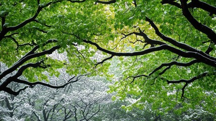 Fototapeta premium Snow-dusted tree branches frame vibrant green foliage in a park.