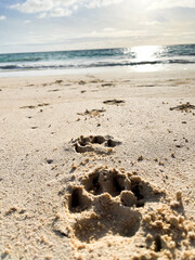 dog paw prints in the sand 