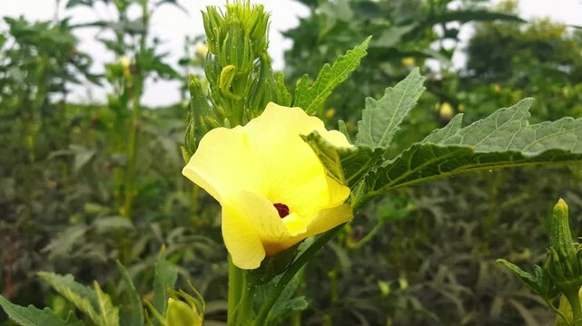 okra or lady fingers on plant in garden, Lady fingers. Ladyfingers or okra vegetable on plant in farm. Plantation of natural okra. Fresh okra vegetable. Lady