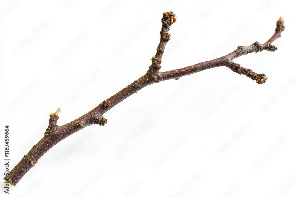 Poster A small twig is attached to a branch of a tree