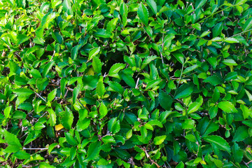 Fototapeta premium Plants 3 A plant that grows well