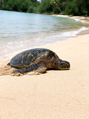 Sea turtle on beach