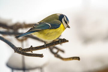 The Eurasian blue tit (Cyanistes caeruleus),  a small passerine bird, easily recognizable by its blue and yellow plumage on a bare branch in winter