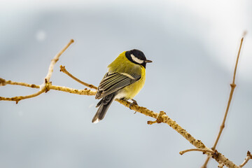 Naklejka premium The great tit (Parus major) on a branch in winter
