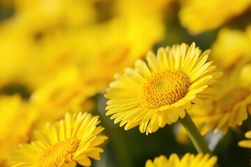 Obraz premium A group of bright yellow flowers growing in a green meadow, great for spring or nature themed projects