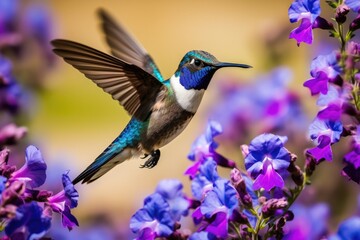 Fototapeta premium Black-Chinned Hummingbird in Flight. Searching for Nectar Among Blue Flowers with Violet and Purple Hues