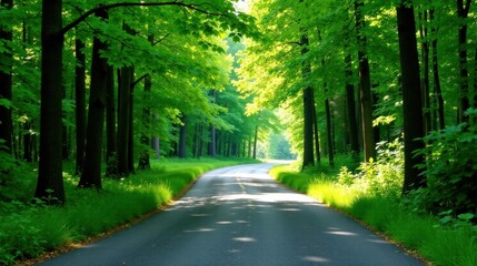 Fototapeta premium Serene Forest Road Winding Through Lush Green Canopy