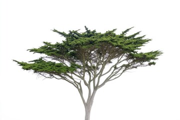 Obraz premium A single tree stands alone in the middle of an open field, surrounded by green grass and blue sky