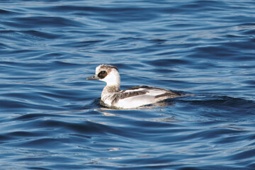 冬の川を泳ぐミコアイサ