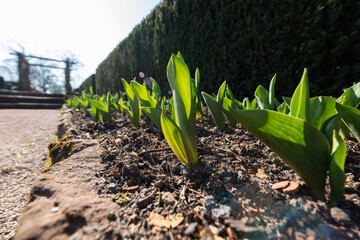 spring plants in the garden. warm backlight shines on little green flowers in park