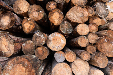 stack of wood. topview of tree trunks outside. industrial material and ressources for production