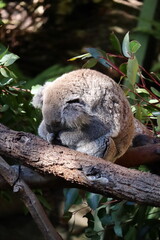 Koala sleeping on eucalyptus tree at Taronga Zoo, Sydney, Australia. Australian wildlife in a natural habitat.