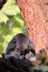 Koala sleeping on eucalyptus tree at Taronga Zoo, Sydney, Australia. Australian wildlife in a natural habitat.