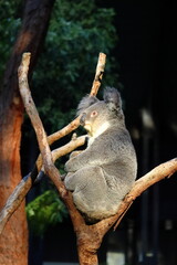 Koala relaxing on eucalyptus tree at Taronga Zoo, Sydney, Australia. Australian wildlife in a natural habitat.