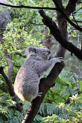 Koala relaxing on eucalyptus tree at Taronga Zoo, Sydney, Australia. Australian wildlife in a natural habitat.
