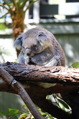 Koala sleeping on eucalyptus tree at Taronga Zoo, Sydney, Australia. Australian wildlife in a natural habitat.