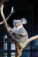 Koala relaxing on eucalyptus tree at Taronga Zoo, Sydney, Australia. Australian wildlife in a natural habitat.