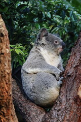 Koala relaxing on eucalyptus tree at Taronga Zoo, Sydney, Australia. Australian wildlife in a natural habitat.