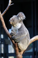 Koala relaxing on eucalyptus tree at Taronga Zoo, Sydney, Australia. Australian wildlife in a natural habitat.