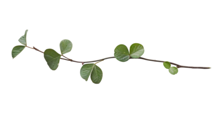 A single four-leaf clover twig displayed elegantly on a white background