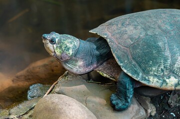 Fototapeta premium The Madagascar Big-headed Turtle, also known locally as Rere, is a critically endangered species of freshwater turtle