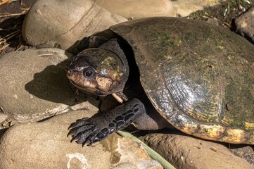 The Madagascar Big-headed Turtle, also known locally as Rere, is a critically endangered species of freshwater turtle