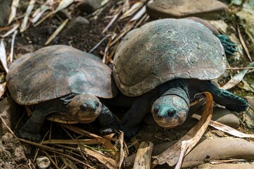 The Madagascar Big-headed Turtle, also known locally as Rere, is a critically endangered species of freshwater turtle