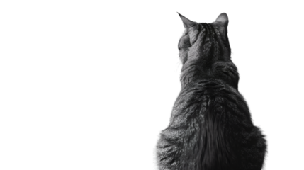 A sitting grey cat viewed from the back with detailed fur on a white background