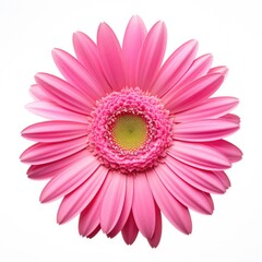 Obraz premium Gerbera Flower in Pink. Beautiful Blooming Daisy with Flora and Flower Petals Isolated on White Background, Spring Botany Concept