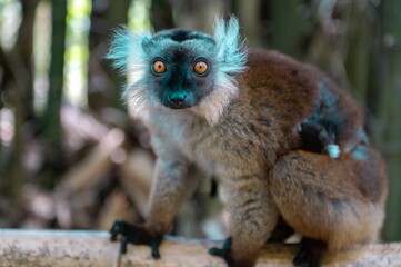 Black lemur (Eulemur macaco), female with cub. Madagascar nature.