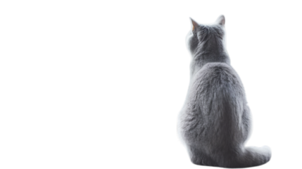 A sitting grey cat viewed from the back with detailed fur on a white background