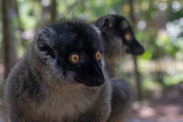 Common brown lemur - close up, portrait Eulemur fulvus , Madagascar nature. 