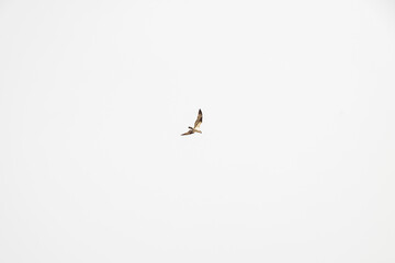 Osprey in flight