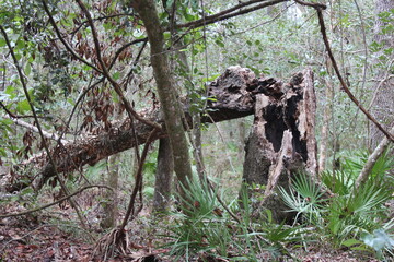 Broken tree trunk in the woods