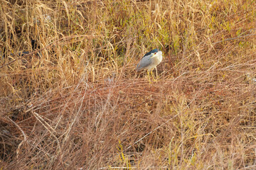 Black-crowned Night-Heron standing in tall brown grass