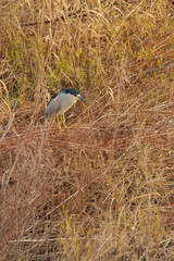 Black-crowned Night-Heron standing in tall brown grass