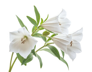 Delicate white bell flowers high fidelity nature studio setting close-up botanical beauty isolated on transparent background png