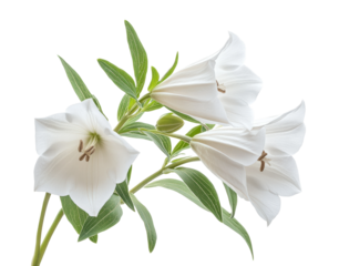 Delicate white bell flowers high fidelity nature studio setting close-up botanical beauty isolated on transparent background png