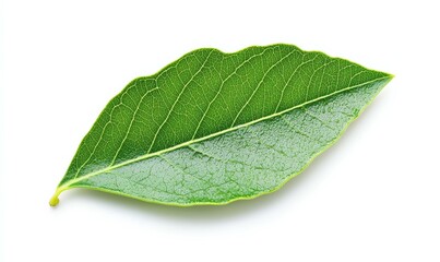 Obraz premium Fresh olive leaf with delicate veins isolated on white background , herb, forest, plant