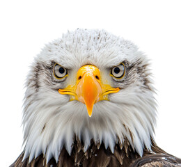 Majestic american bald eagle close-up studio high fidelity background wildlife nature isolated on transparent background png