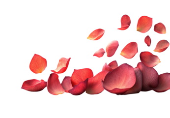 Falling lotus flower petals background high fidelity floral aesthetics peaceful ambiance isolated on transparent background png