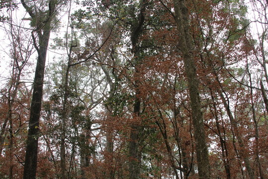 trees in the forest