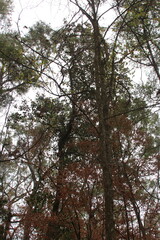 trees in the forest