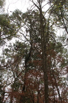 trees in the forest